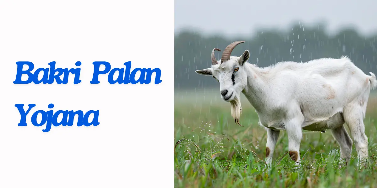 Rajasthan Bakri Palan Yojana 2024: Goat farming loans